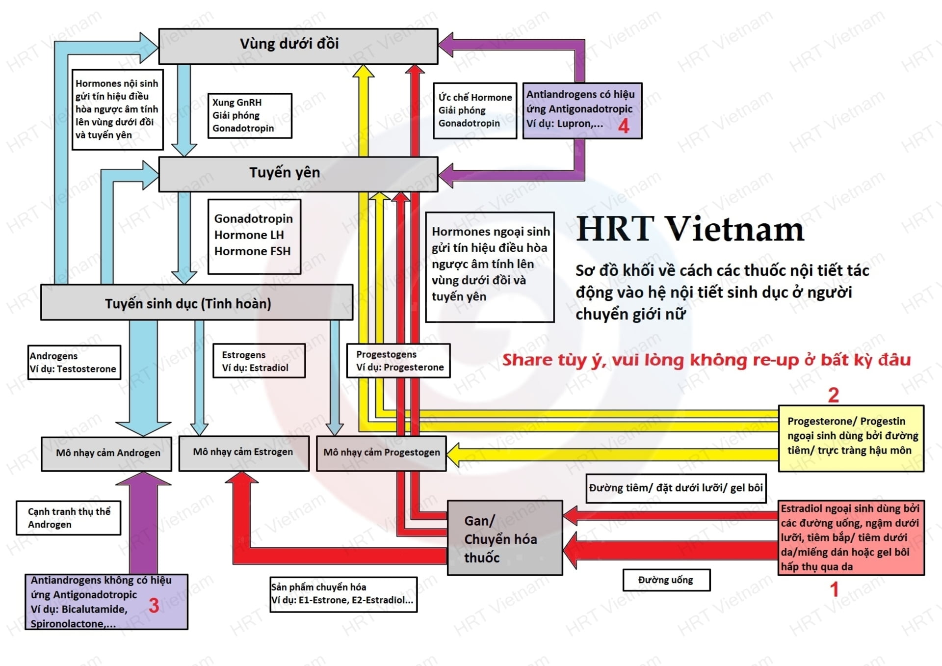 Liệu pháp hormone nữ hoá